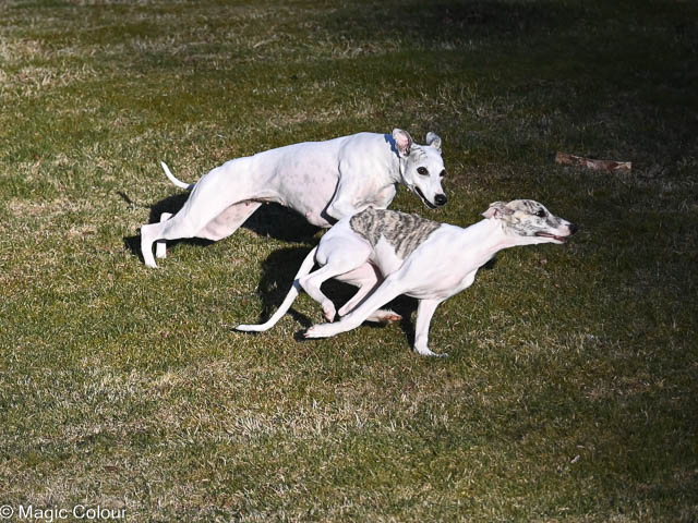 Kennel Magic Colour whippet