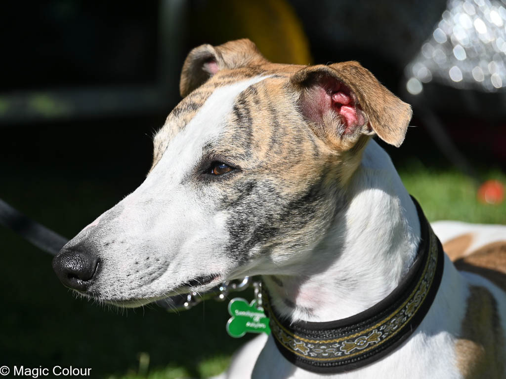 Kennel Magic Colour whippet