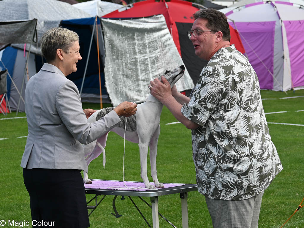 Kennel Magic Colour whippet