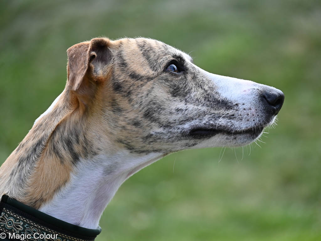 Kennel Magic Colour whippet