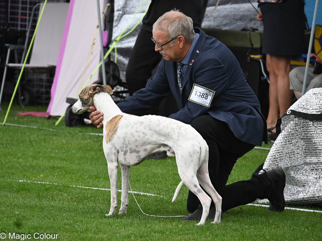 Kennel Magic Colour whippet