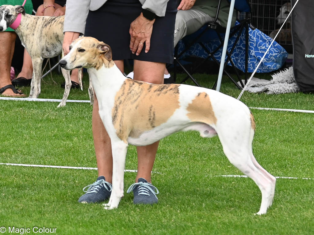 Kennel Magic Colour whippet