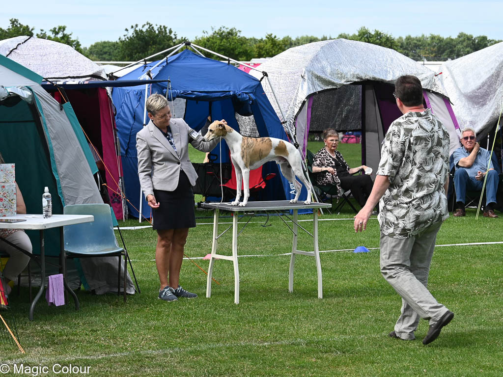 Kennel Magic Colour whippet