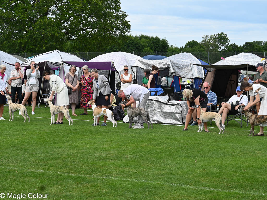 Kennel Magic Colour whippet