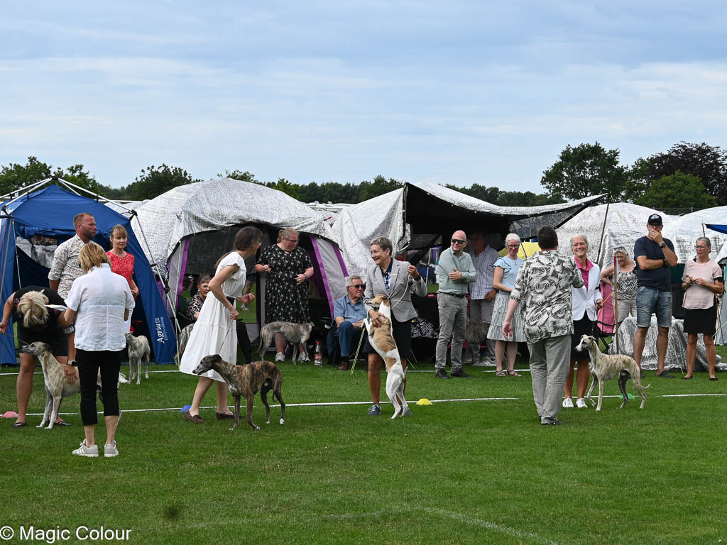 Kennel Magic Colour whippet