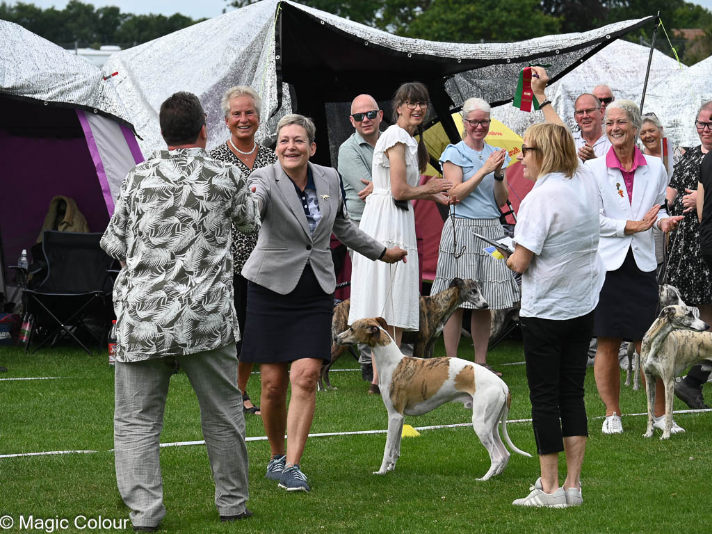 Kennel Magic Colour whippet