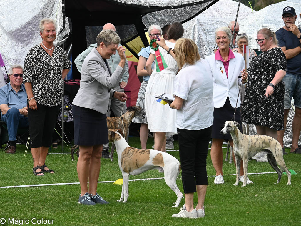 Kennel Magic Colour whippet
