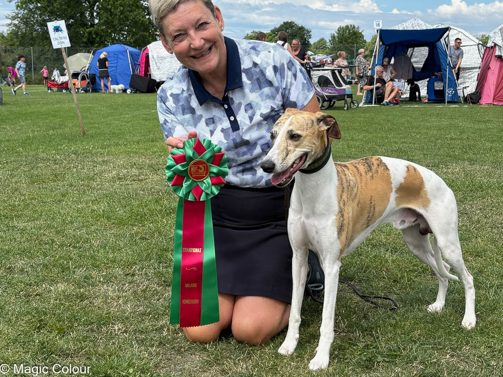 Kennel Magic Colour whippet