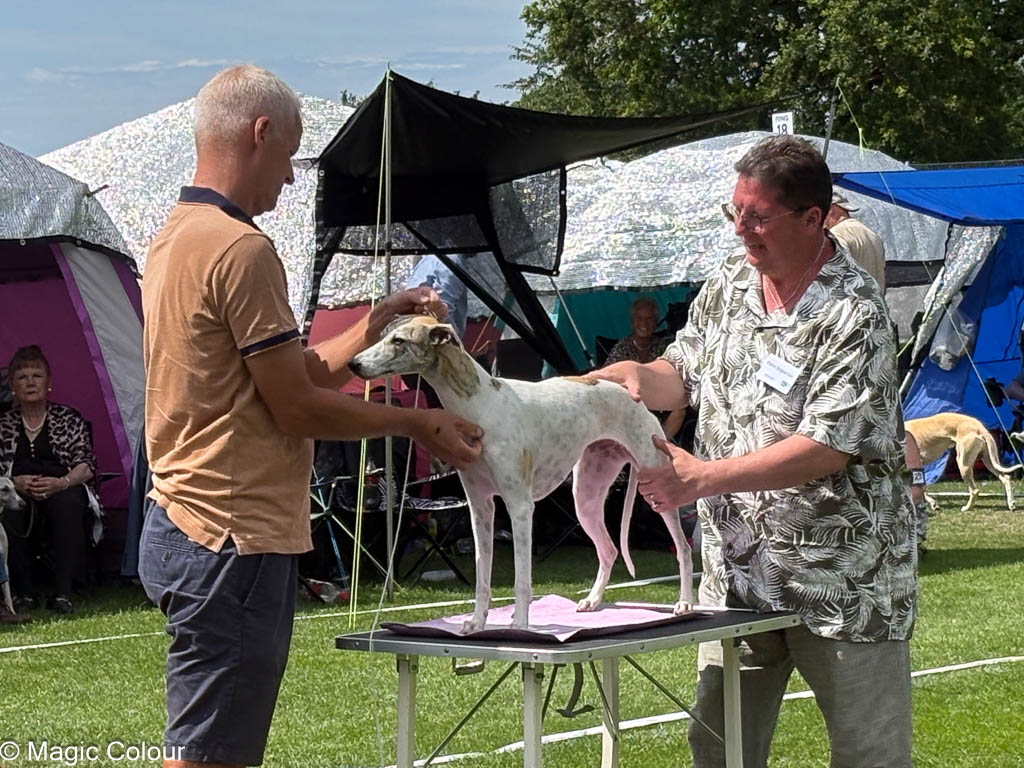 Kennel Magic Colour whippet
