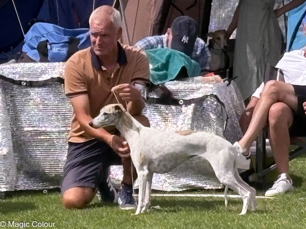 Kennel Magic Colour whippet