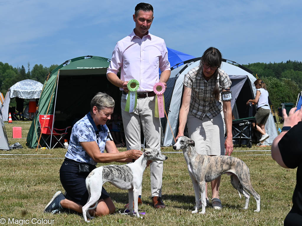 Kennel Magic Colour whippet