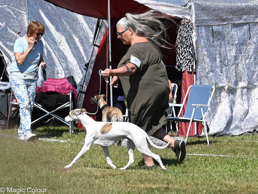 Kennel Magic Colour whippet