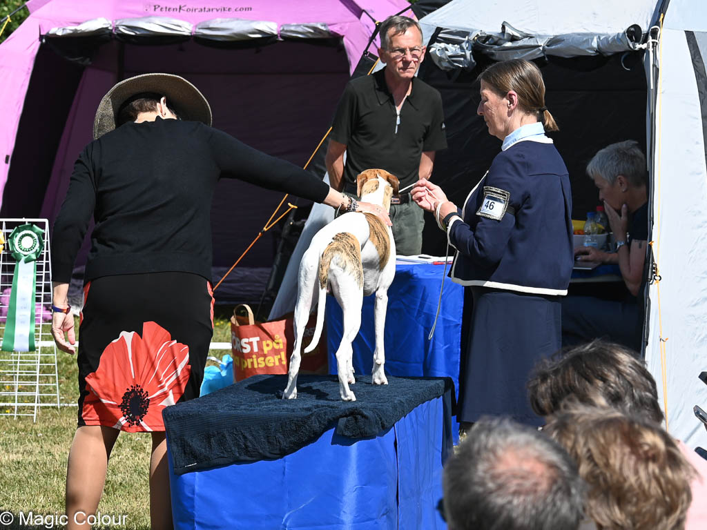 Kennel Magic Colour whippet