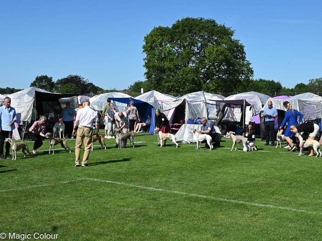 Kennel Magic Colour whippet