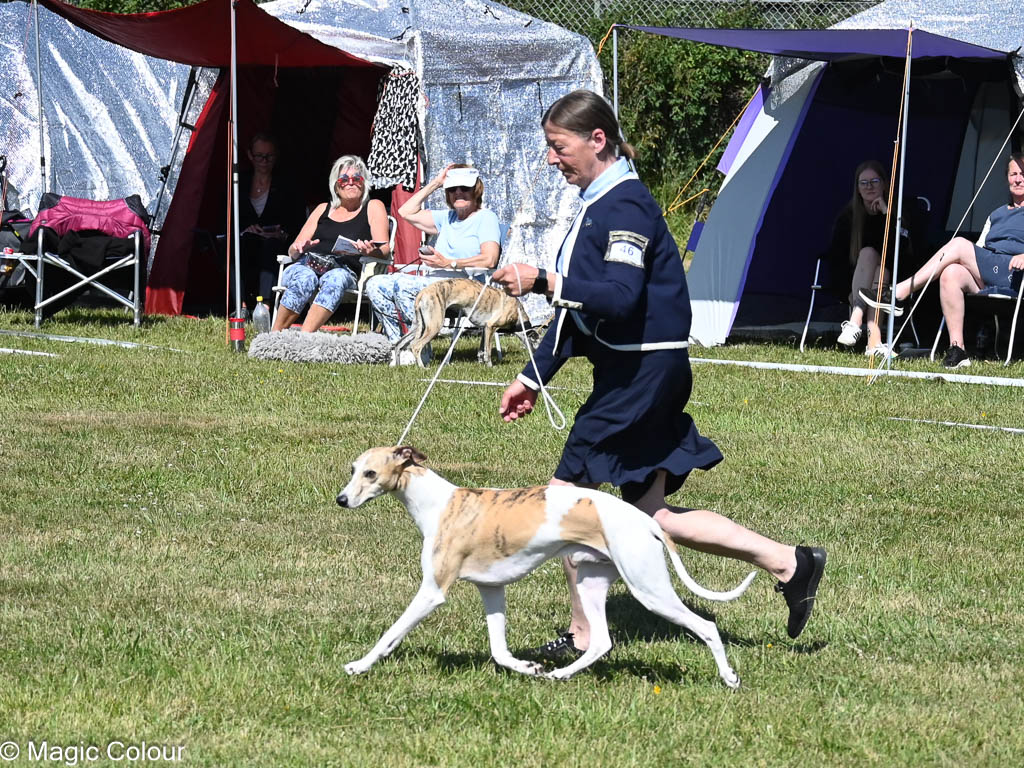 Kennel Magic Colour whippet