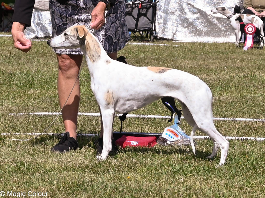 Kennel Magic Colour whippet