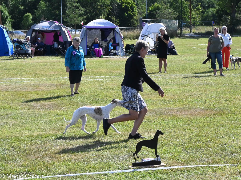 Kennel Magic Colour whippet
