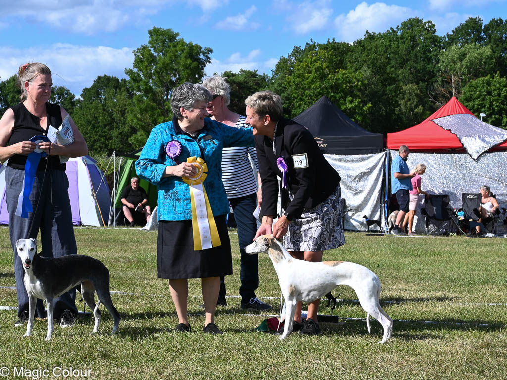 Kennel Magic Colour whippet