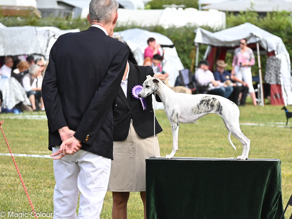 Kennel Magic Colour whippet