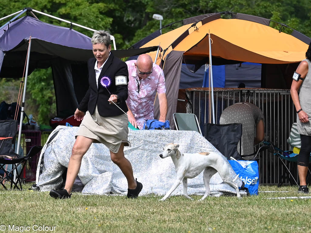 Kennel Magic Colour whippet