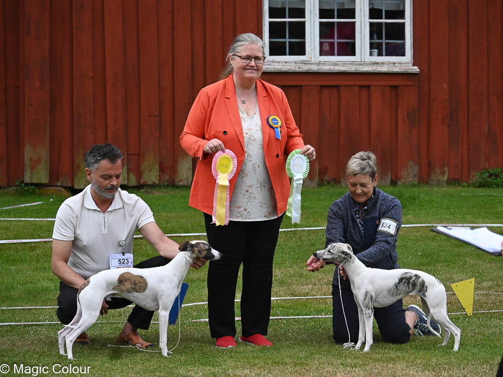 Kennel Magic Colour whippet
