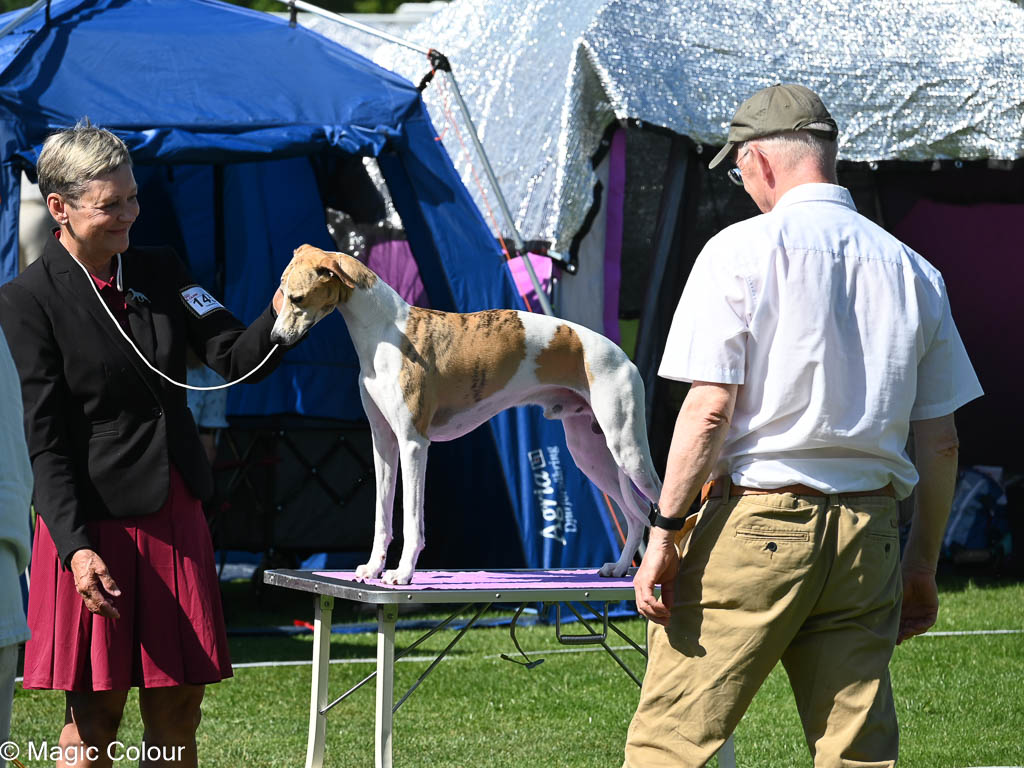 Kennel Magic Colour whippet