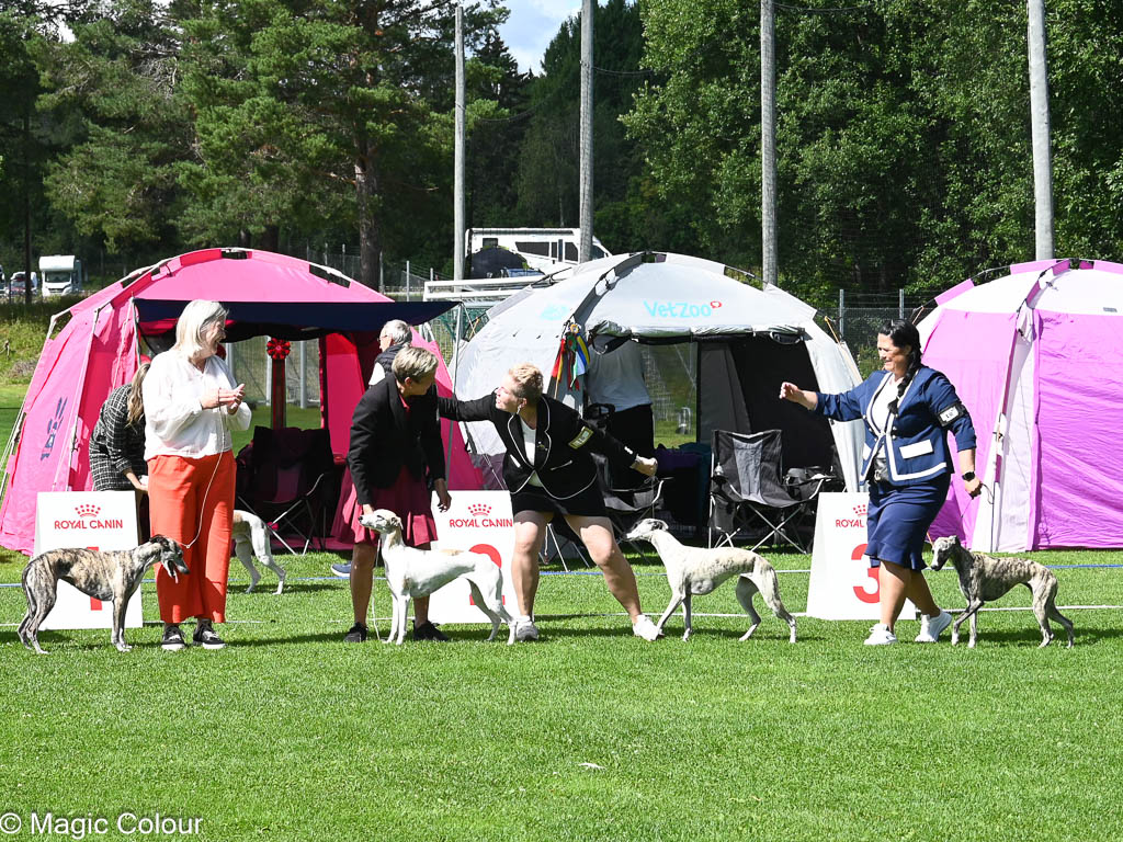 Kennel Magic Colour whippet