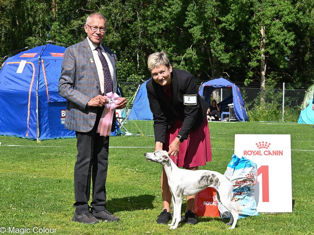 Kennel Magic Colour whippet