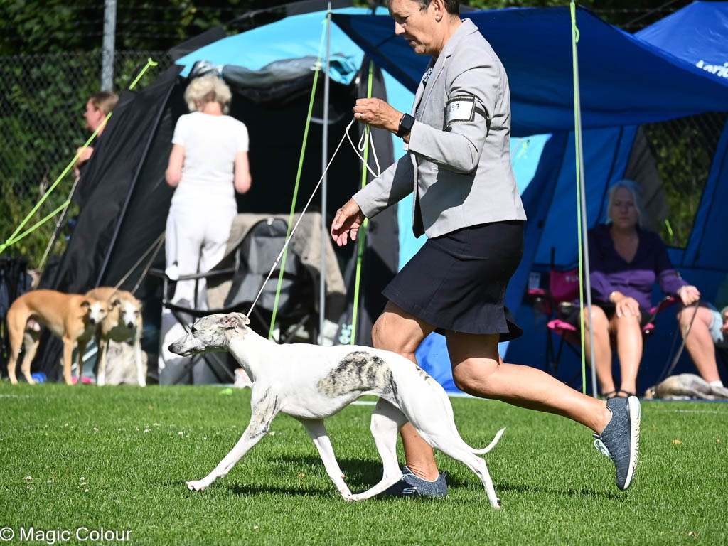 Kennel Magic Colour whippet