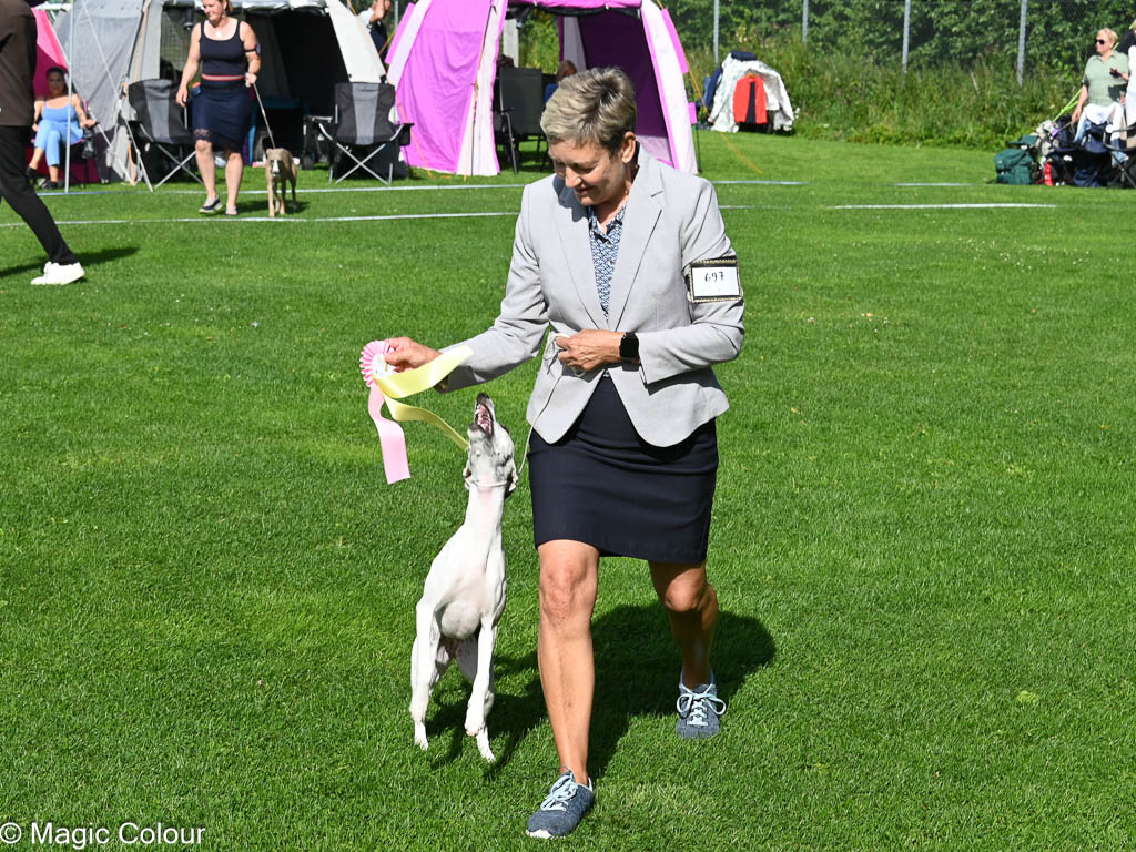 Kennel Magic Colour whippet