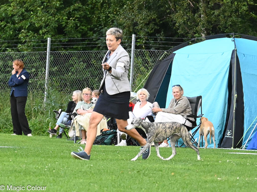 Kennel Magic Colour whippet
