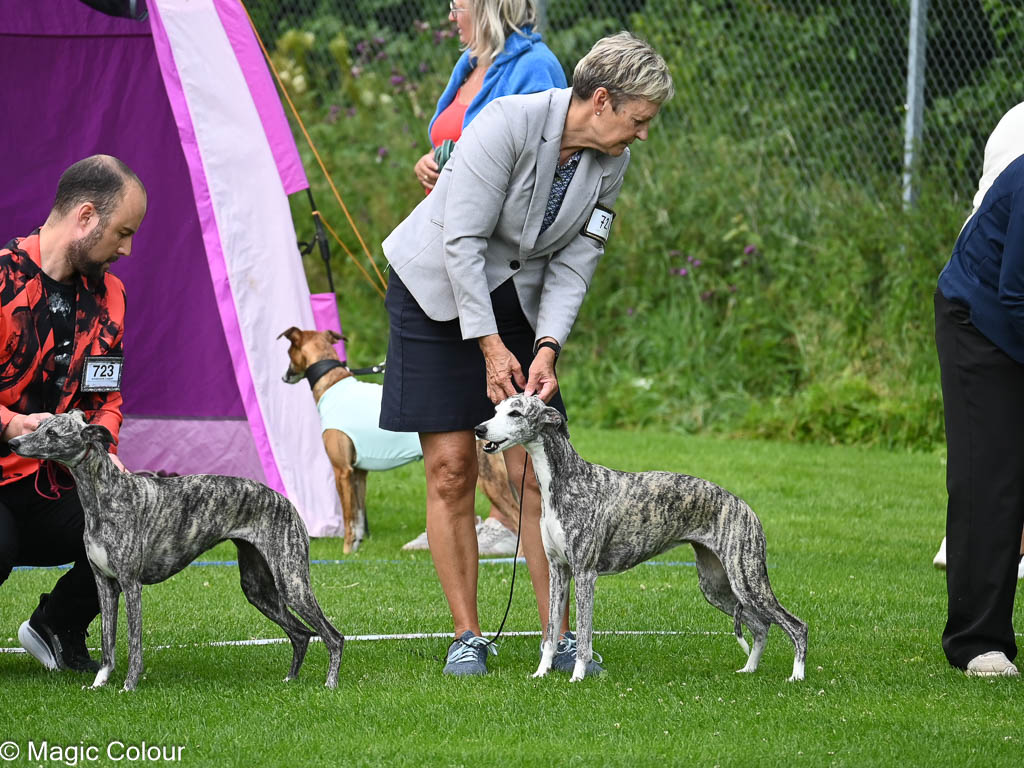 Kennel Magic Colour whippet