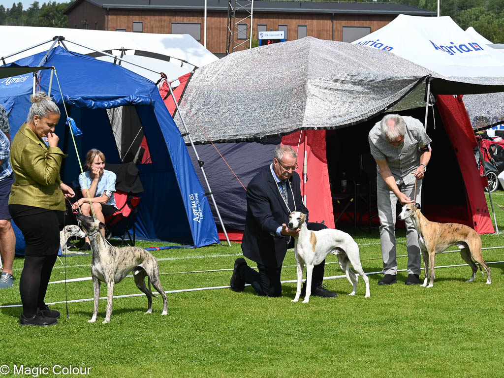 Kennel Magic Colour whippet