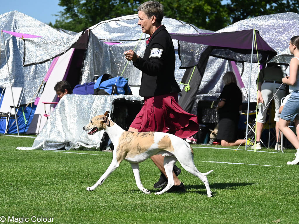 Kennel Magic Colour whippet