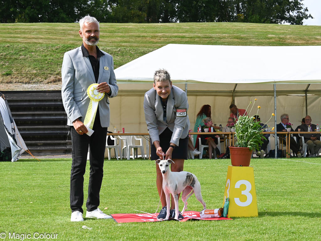 Kennel Magic Colour whippet