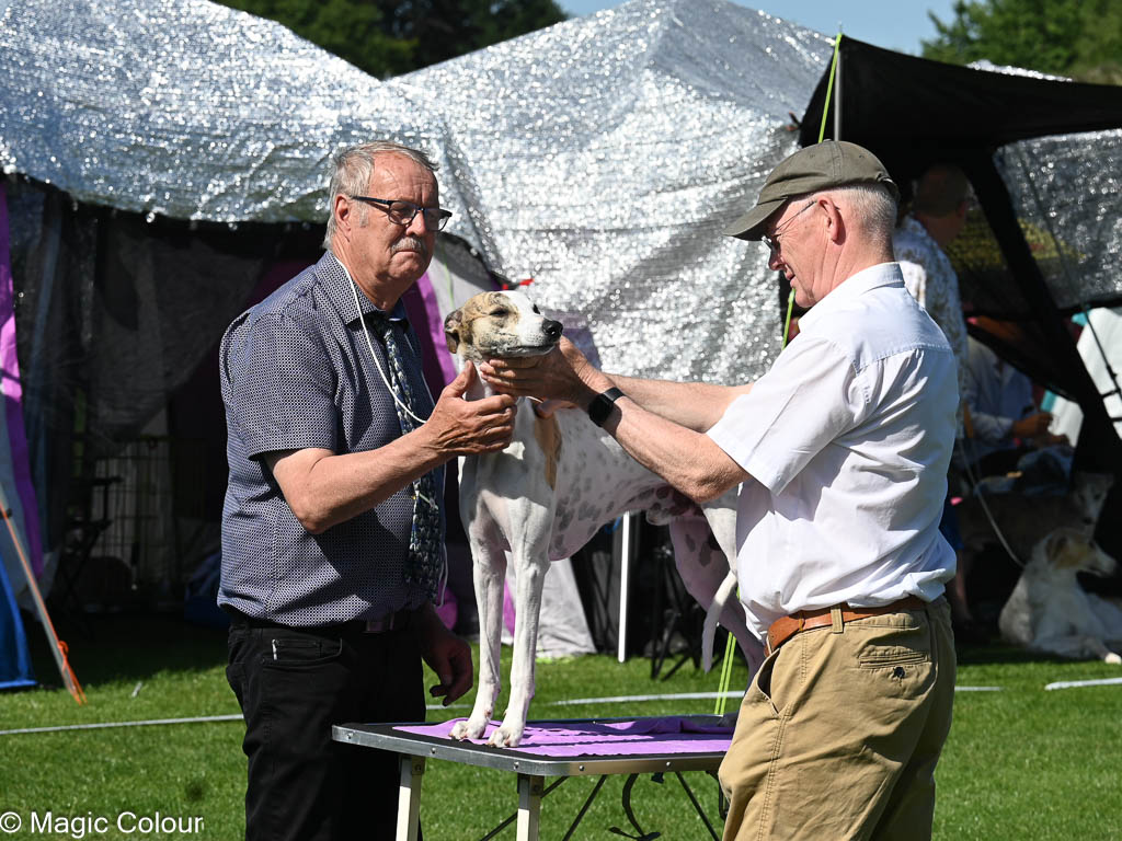 Kennel Magic Colour whippet