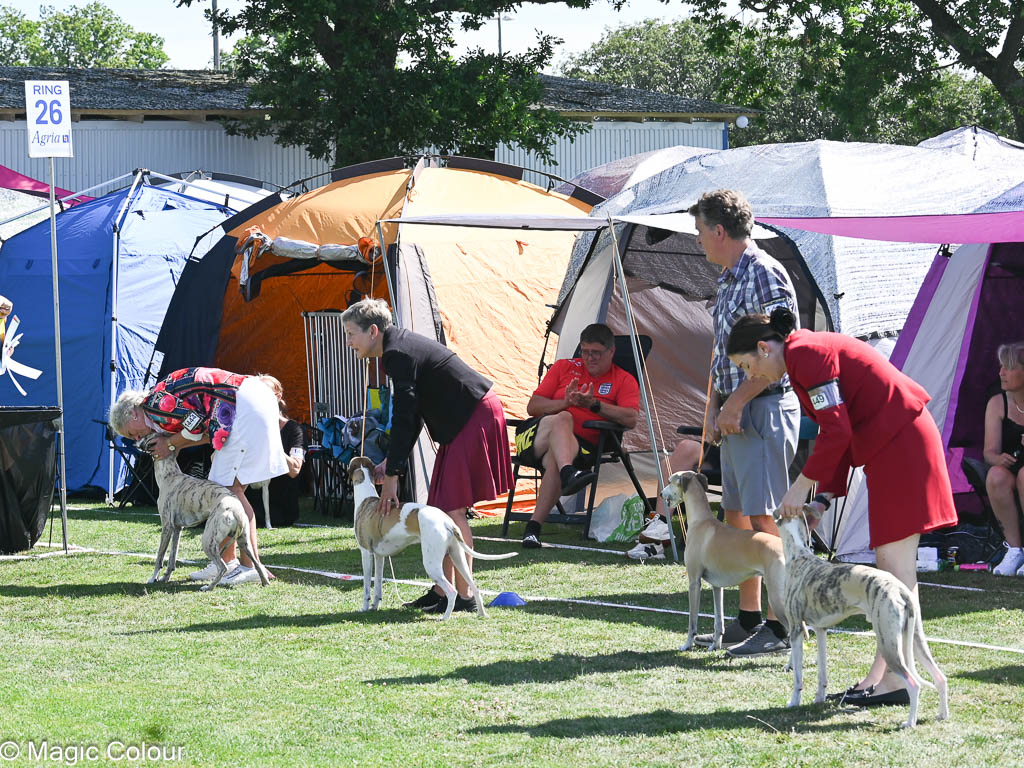 Kennel Magic Colour whippet