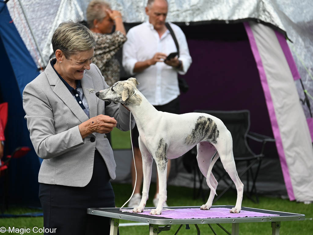 Kennel Magic Colour whippet