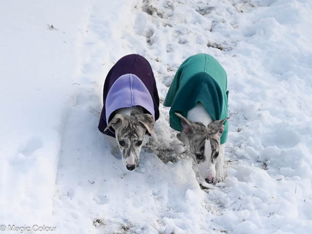 Kennel Magic Colour whippet