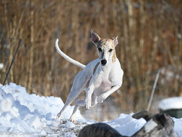 Kennel Magic Colour whippet