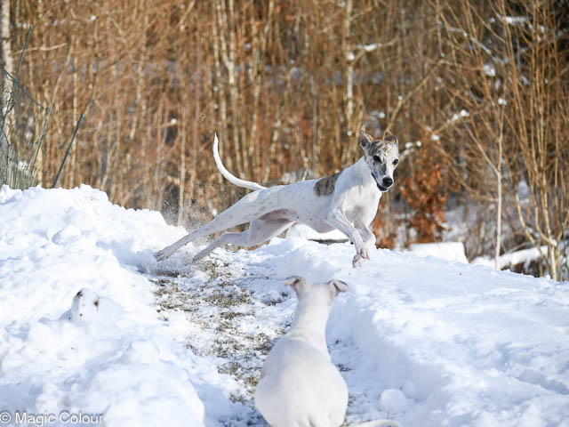 Kennel Magic Colour whippet