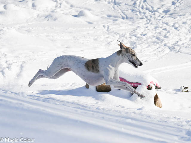Kennel Magic Colour whippet
