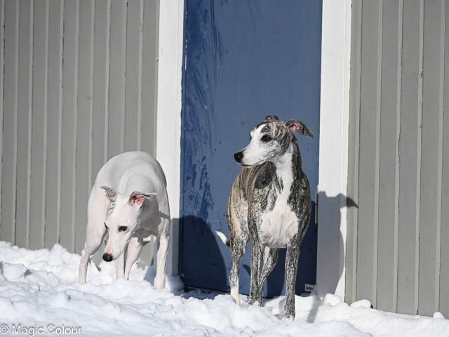 Kennel Magic Colour whippet