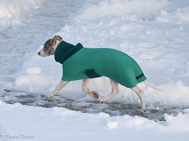 Kennel Magic Colour whippet