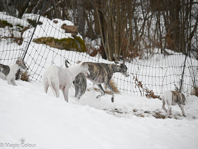 Kennel Magic Colour whippet