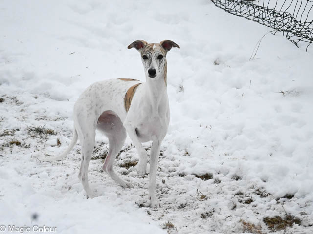 Kennel Magic Colour whippet