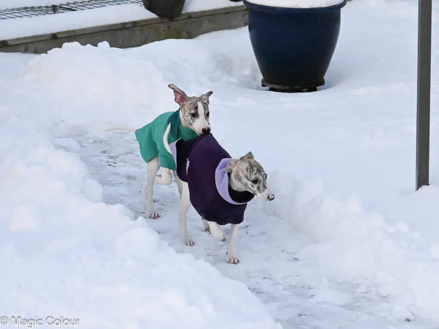 Kennel Magic Colour whippet