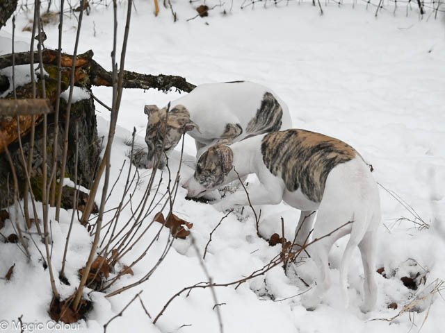 Kennel Magic Colour whippet