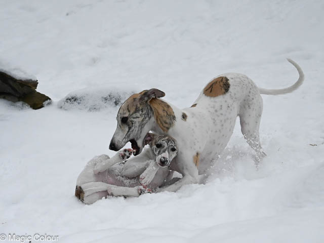 Kennel Magic Colour whippet