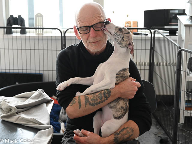 Kennel Magic Colour whippet